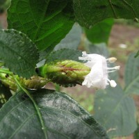 Strobilanthes thwaitesii T.Anderson